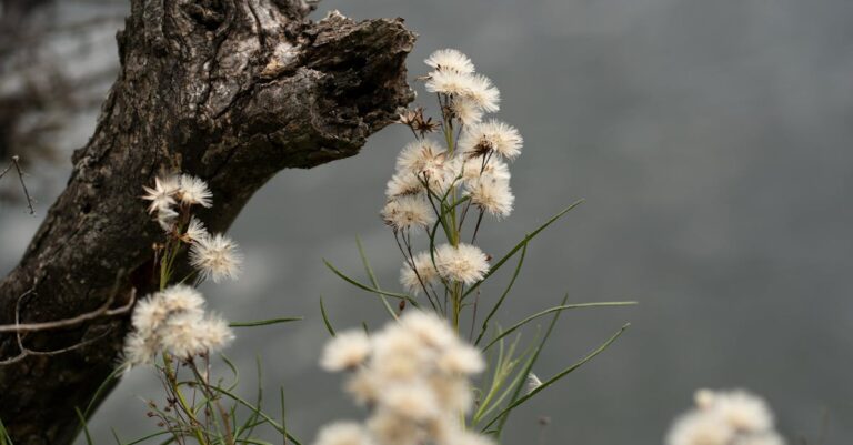 Close-up view of delicate white wildflowers beside rugged tree bark in natural setting.